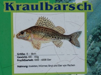 Kaulbarsch.jpg