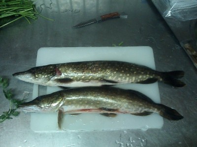 Hechte vom Hechtsee nahe Swardstorp Schweden