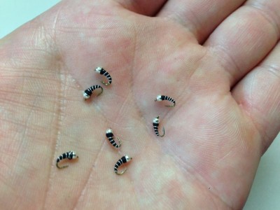 ZebraMidges.JPG