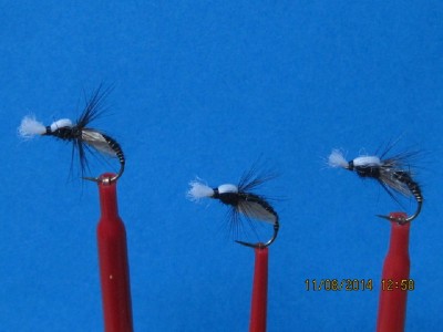 3 Midge Pupas.jpg