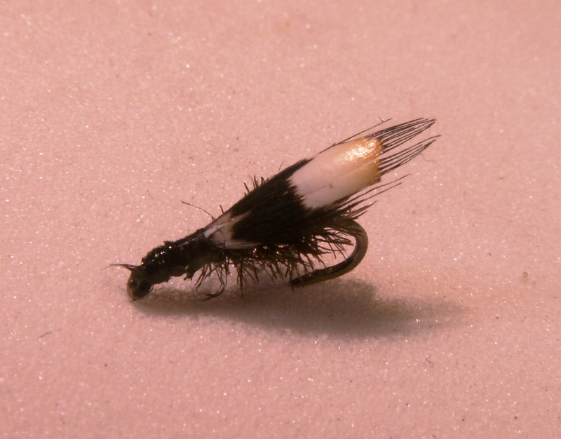 PICT8133.JPG