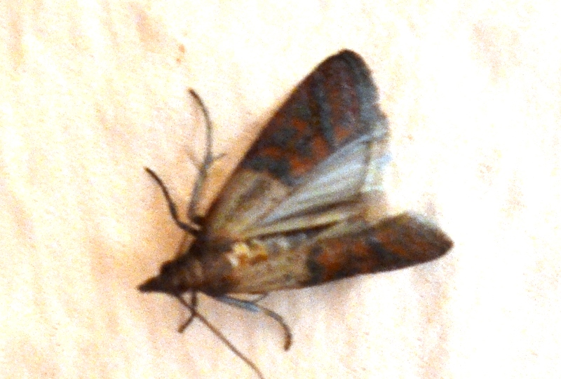 DSC_0436.JPG