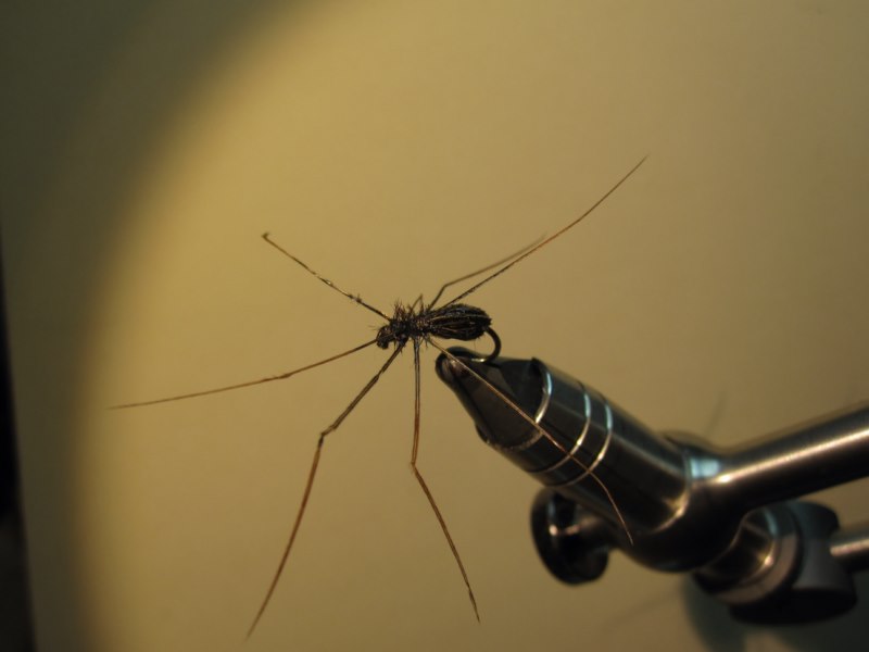 Spinne.jpg