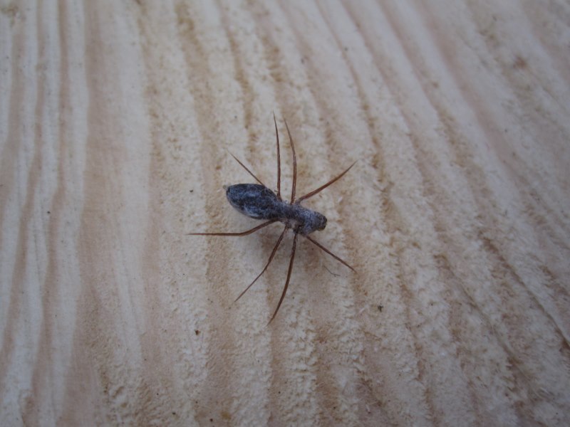 Spinne2b.jpg