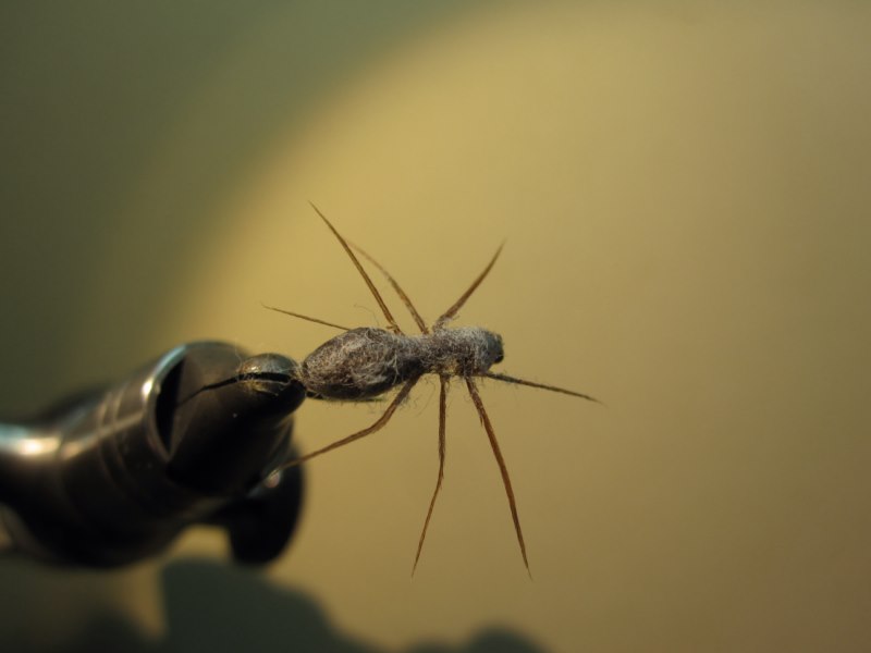 Spinne2a.jpg