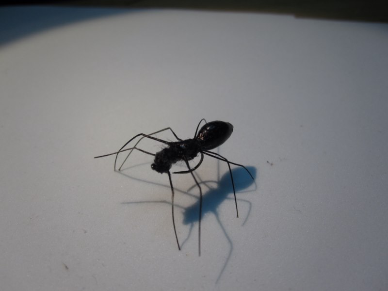 Spinne3.jpg