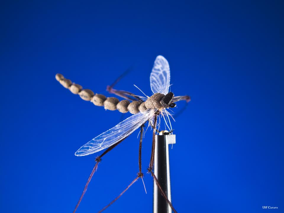 longleg.jpg