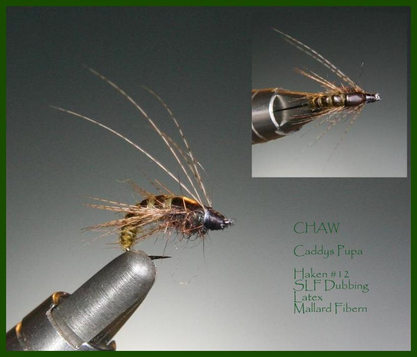 Caddys Pupa 1.jpg
