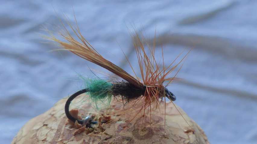 Sedge 0131.JPG
