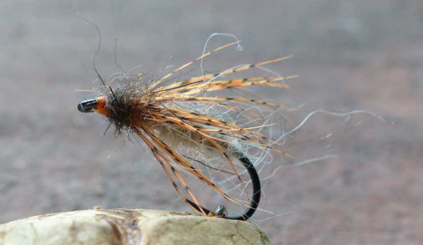 Pupas 0021.JPG