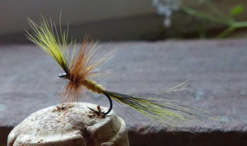 Yellow Squirrel May Fly 0091.JPG