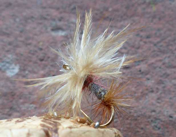 Flaum Fly 0051.JPG