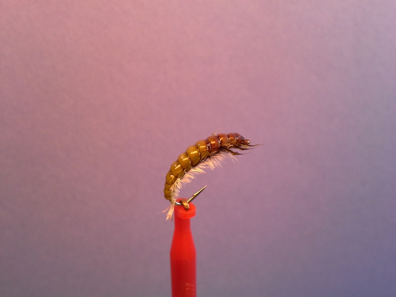 Caddis #12