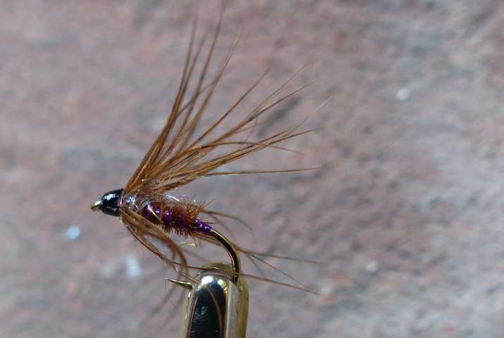 Purple_Witch_Wet 0051.JPG