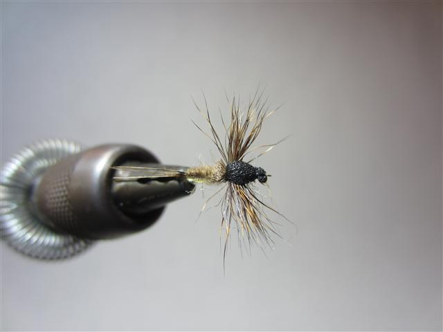 IMG_1674 (Klein).JPG