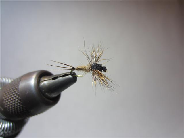 IMG_1675 (Klein).JPG