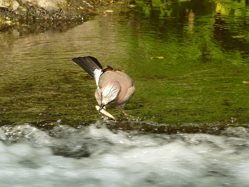 k-P1140263.JPG
