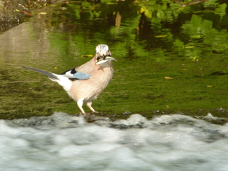 k-P1140265.JPG