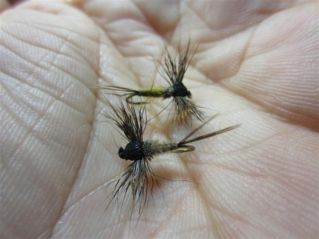 IMG_1677 (Klein).JPG