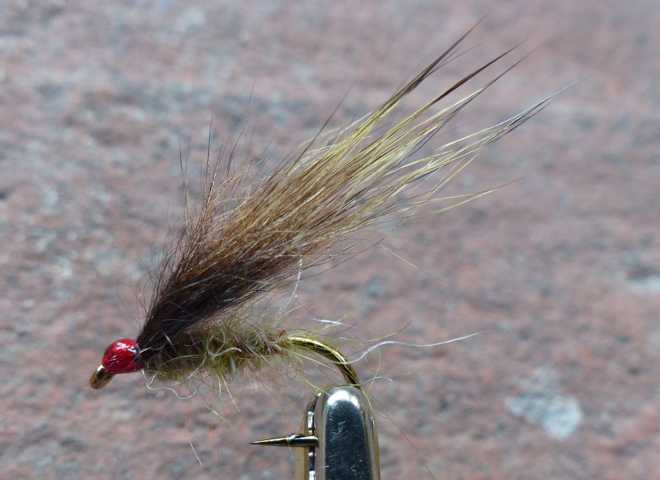 rusty brown ozzie 0011.JPG