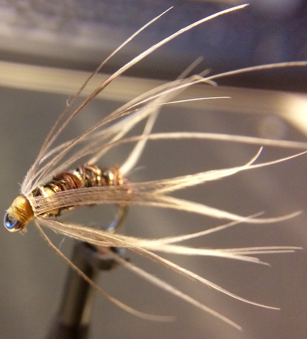 Brown Moth.jpg