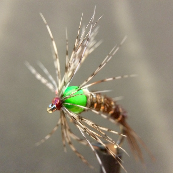 BH Endrick Spider.jpg