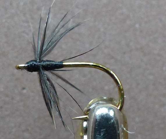 Black Spider 0071.JPG