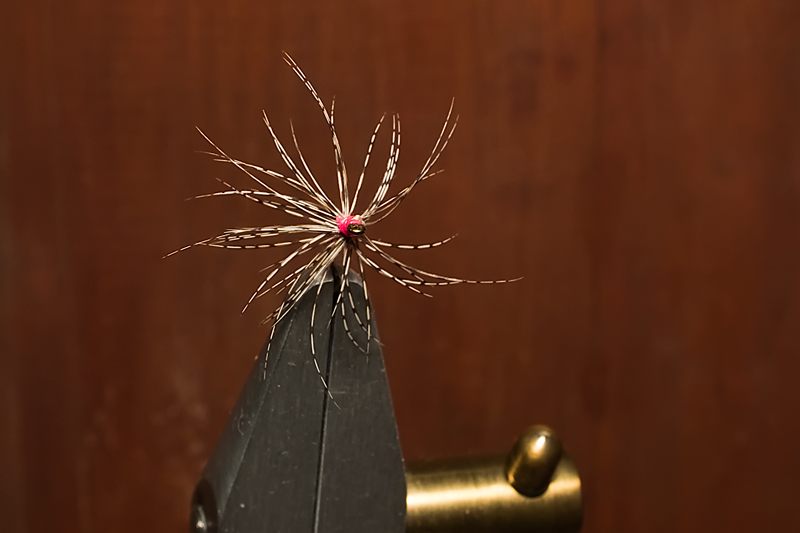 Pink Spider2.jpg