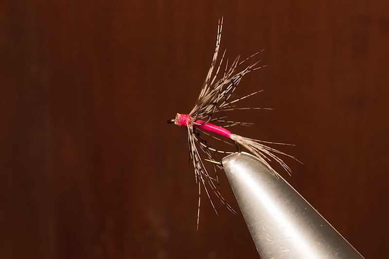 Pink Spider3.JPG