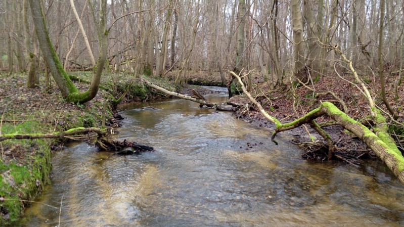 Gut zu erkennen zwei Laichkuhlen