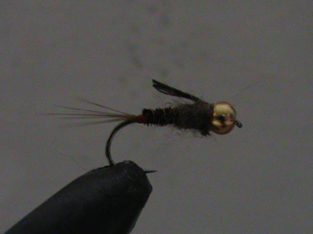 Polnish Pheasant Tail