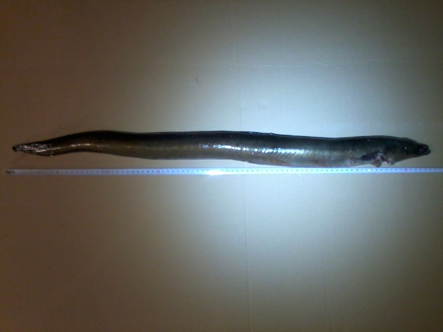 Foto0010.jpg