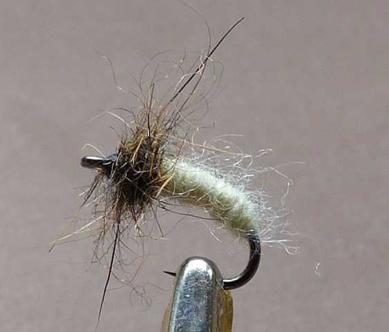 Nymphen Variationen 0051.JPG
