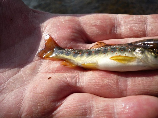Egel klein, auf Afterflosse und Hand