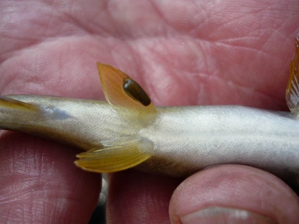 Egel fett und bereit zum Sex am Boden