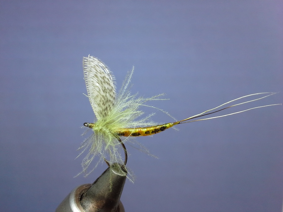 ready to fish