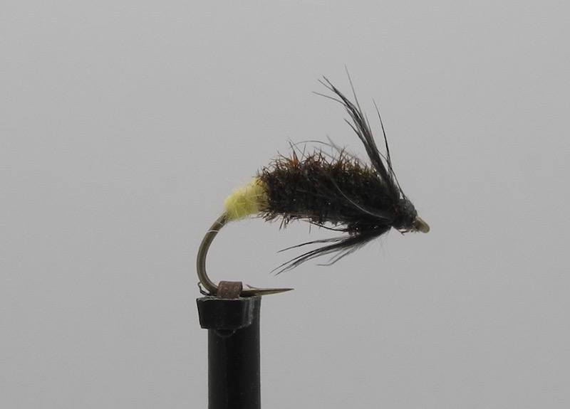 Eric'sBeetle.jpg