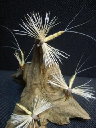 S6006329.JPG
