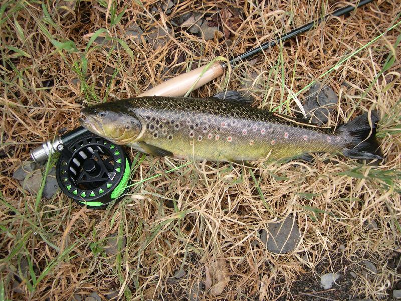 Rotgepunktete mit dunkler Grundfarbe