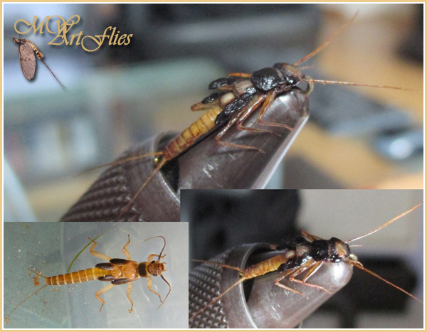 Leuctra_Geniculata_Realistic.jpg