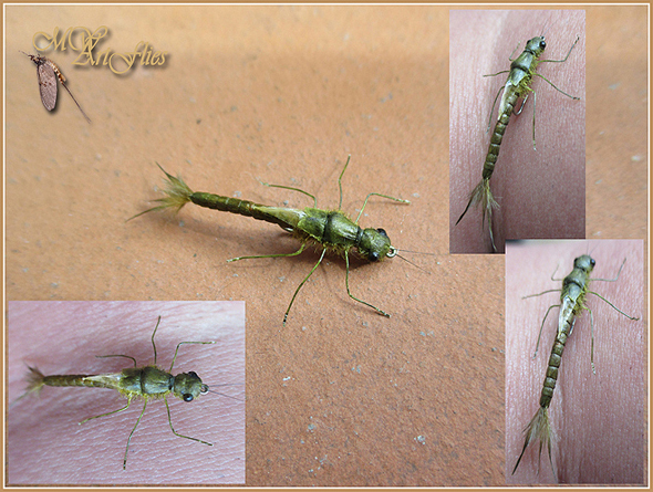 Damsel_Nymph_#2.jpg