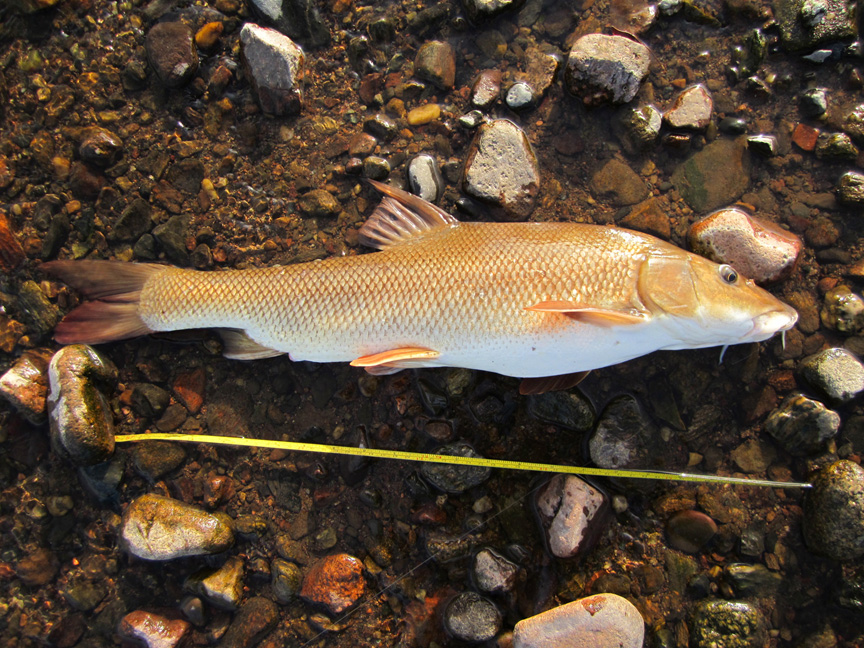 Barbe 28.6.12-MüMü.JPG