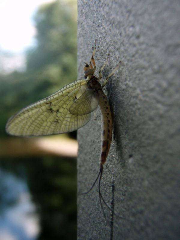 Maifliege im Juli