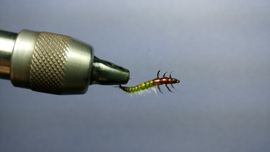 swimming Nymph