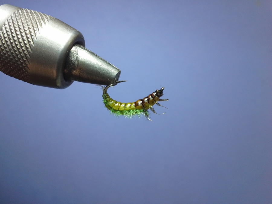Larva