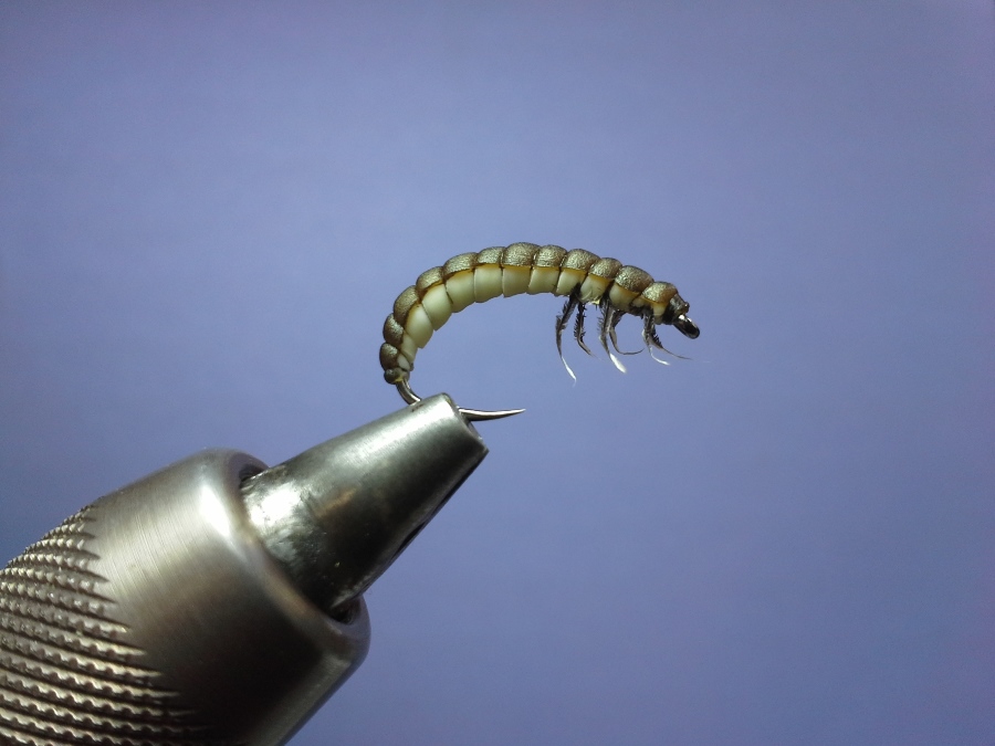 noch ne Larva