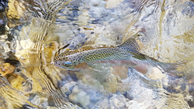 Regenbogenforelle.jpg