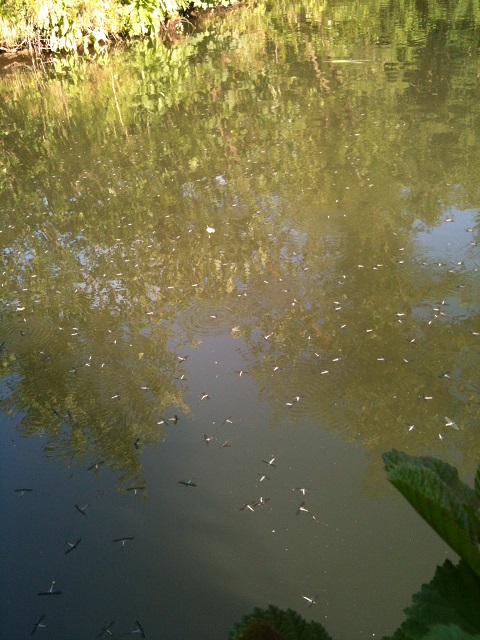 Maifliege Ephemera sp..JPG