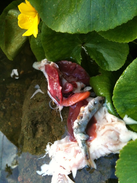 Elritze +Forelle ....JPG