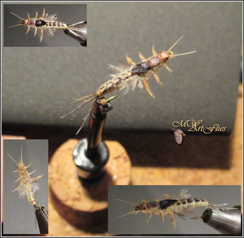 Mayfly_Nymph_1.jpg